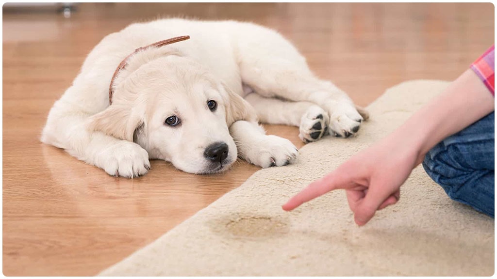 Pet Stains and Odor Removal in Dubai